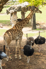 giraffe with ostriches for a walk.