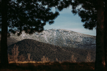 Snow-Capped Mountain View Through Pine Tree Silhouette