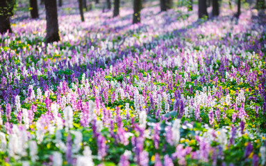 Magical forest is covered with Corydalis cava flowers in sunny day. - 785090524