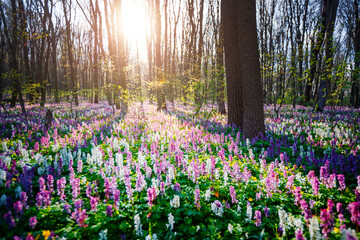 Magical spring glade in forest with flowering Corydalis cava in sunny day. - 785090550