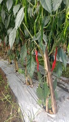 photo of chili plants for the background