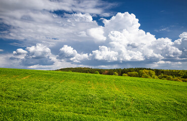 Young green grass and perfect blue sky with cumulus clouds. - 785090729