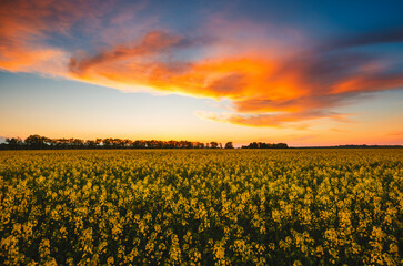 An attractive view of the sunset over a yellow rapeseed field.