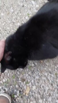 A stray black cat on the street and a man hand petting and cuddling its cute head in a vertical video