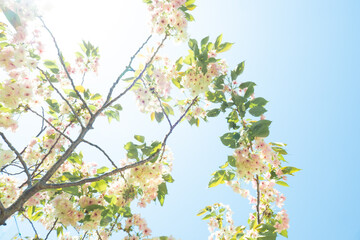 青空に映える鬱金桜