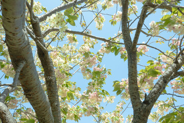 青空に映える鬱金桜