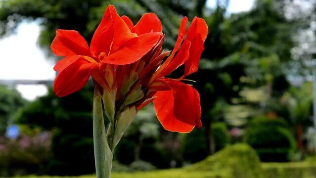 the canna lily