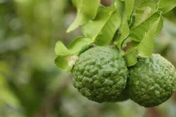 green bergamot fruit on a tree - obrazy, fototapety, plakaty