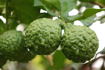 green bergamot fruit on tree - obrazy, fototapety, plakaty