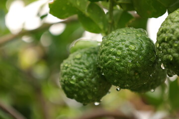 green bergamot fruit on tree