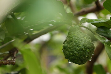 water drops on a green bergamot 