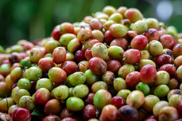 Red and green coffee beans in a box.