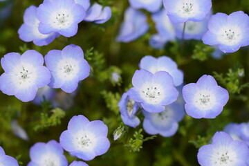 ネモフィラの青い花
