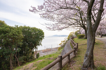 Fototapeta premium 日本の桜風景