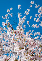 The Tidal Basin on the Mall at the National Cherry Blossom Festival in Washington D.C.
