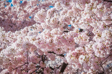 The Tidal Basin on the Mall at the National Cherry Blossom Festival in Washington D.C.