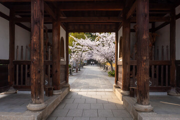 日本の春のお寺風景
