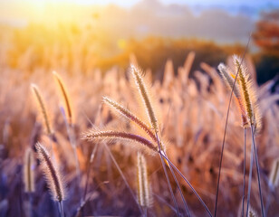 Meadow flowers in early sunny fresh morning. Vintage autumn landscape background. 