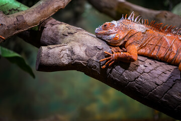 Closeup on iguana sitting on a tree branch