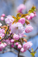 咲き始めの八重桜の花 ヤエザクラ