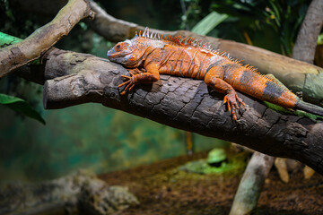 Fototapeta premium Orange iguana basking on tree branch in tropical setting