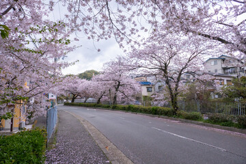 日本の桜風景