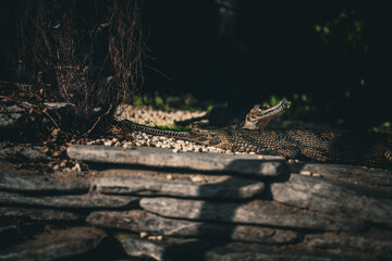 Long nose gharial crocodile in the shadows