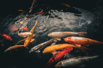 Colorful koi fish swimming in the pond