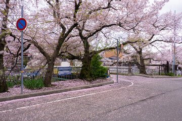 日本の桜風景