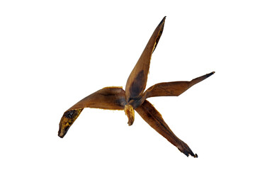 Old ugly rotten spoiled banana peel, over ripe fruit isolated on a white background, copy space.