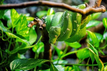 Green python coiled on a branch in the jungle