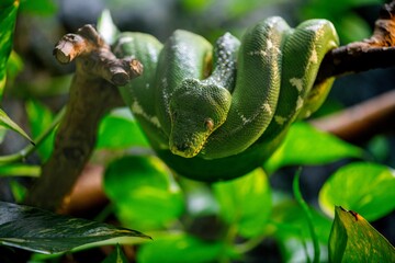 Green python coiled on a branch in the jungle