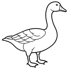 duck isolated on white