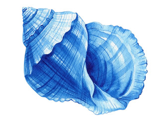 Blue seashell on isolated white background, watercolor hand-drawing painting illustration. Summer Sea shell blue clipart