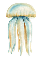 jellyfish on an isolated white background, watercolor hand drawing painting, exotic jellyfish summer sea clipart - 785104577