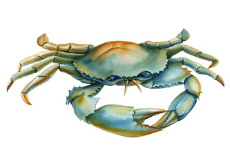 Crab on an isolated white background, hand drawing summer sea clipart. Watercolor painting botanical illustration