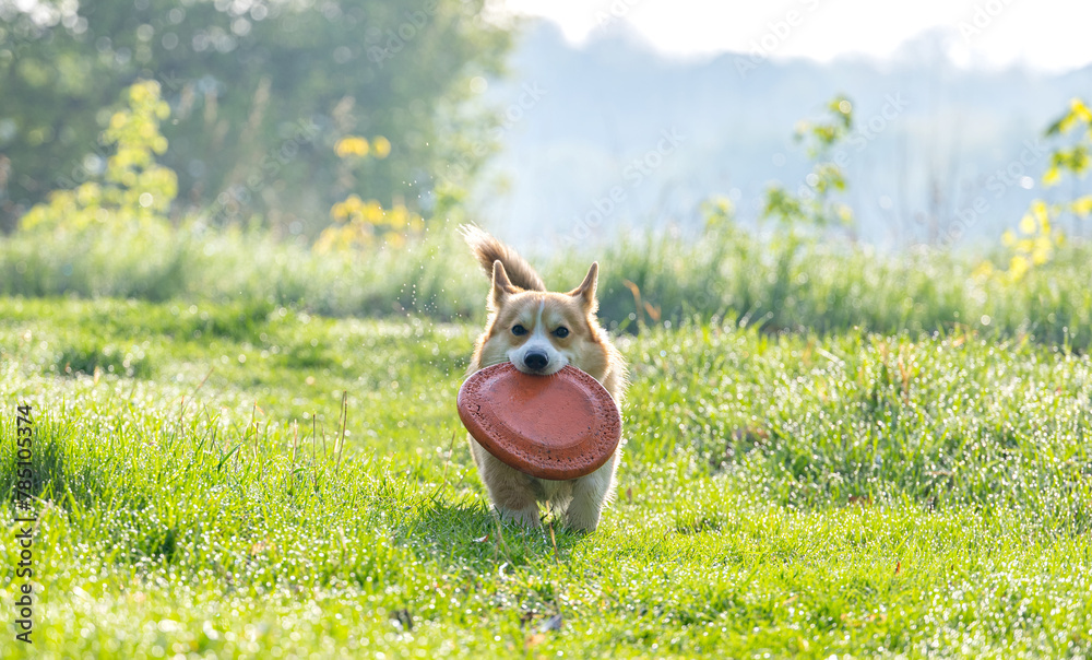 Wall mural Welsh Corgi Pembroke