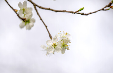 cherry blossoms on a tree in spring