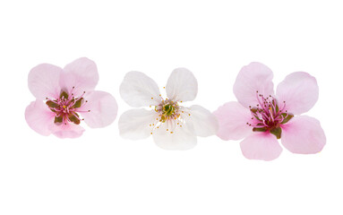 cherry flowers isolated