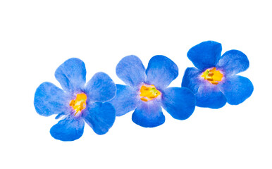 sutera flowers isolated