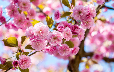 sakura flowers