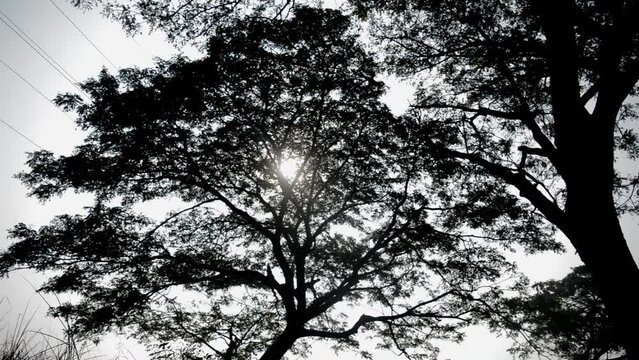 the big tree in the garden
