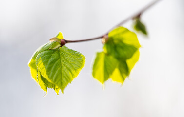 young linden leaves