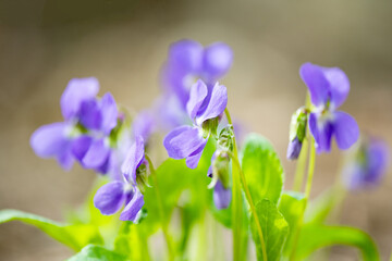 beautiful violet flowers in the spring
