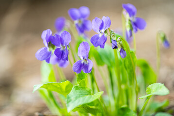 beautiful violet flowers in the spring