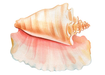 Set Seashells on isolated white background, watercolor illustration seashell hand drawing painting, summer sea clipart - 785106536