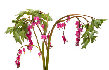 flowers dicentra magnificent isolated