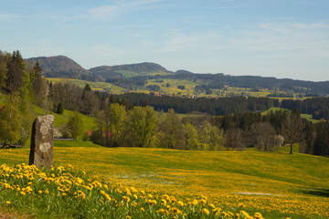 Löwenzahnblüte im Allgäu