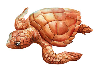 Watercolor realistic Sea Turtle on isolated white background, watercolor illustration. Closeup Hand drawn illustration - 785107356