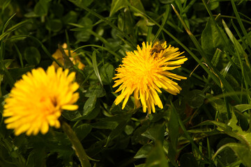 Biene auf Löwenzahblüte 